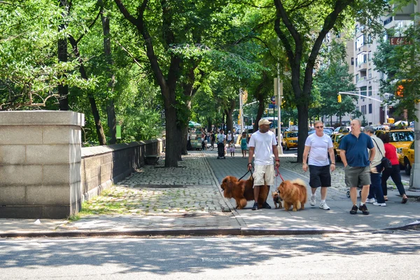 New York, Usa - ca juni 2011: hund walker på gatan nära Central Park, New York City, Usa — Stockfoto