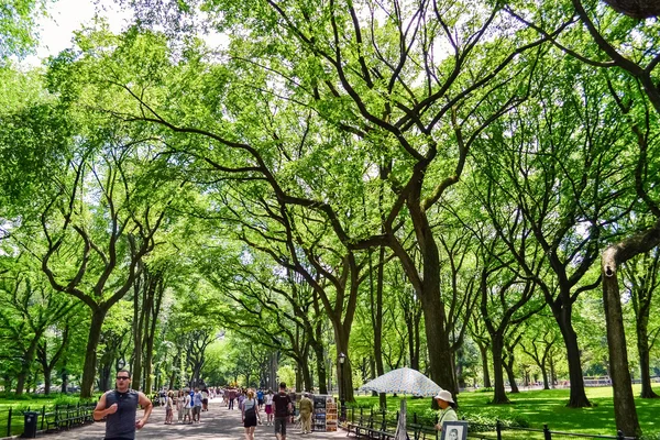 NEW YORK, États-Unis - CIRCA JUIN 2011 : de beaux grands arbres à Central Park, New York, États-Unis — Photo