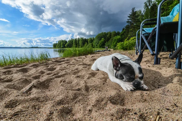 Seliger-See, Russland - ca. Juni 2015: Französische Bulldogge liegt am Strand des Seliger-Sees bei Sonnenuntergang, der sich im Gebiet Novgorod in Russland befindet, ca. Juni 2015. — Stockfoto