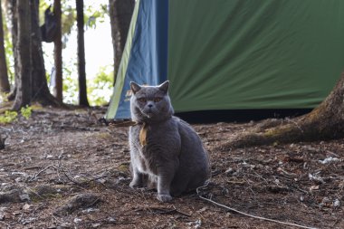 Mavi Britanya ile ilgili stenografi doğurmak büyük homy kedi ormanda tasma yürür.