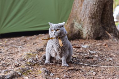 Mavi Britanya ile ilgili stenografi doğurmak büyük homy kedi ormanda tasma yürür.
