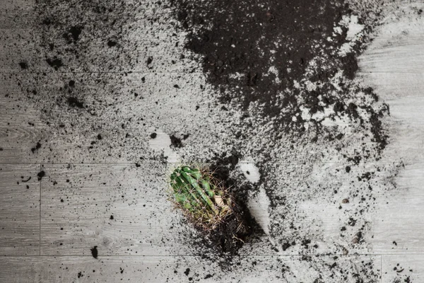 Cactus que se dejó caer se encuentra en con un suelo por todo el suelo —  Fotos de Stock