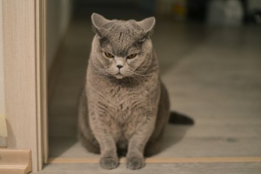 Moskova - 13 Ekim: mavi Britanya ile ilgili stenografi kedi yaklaşık 13 Ekim 2015 Moskova, Rusya.