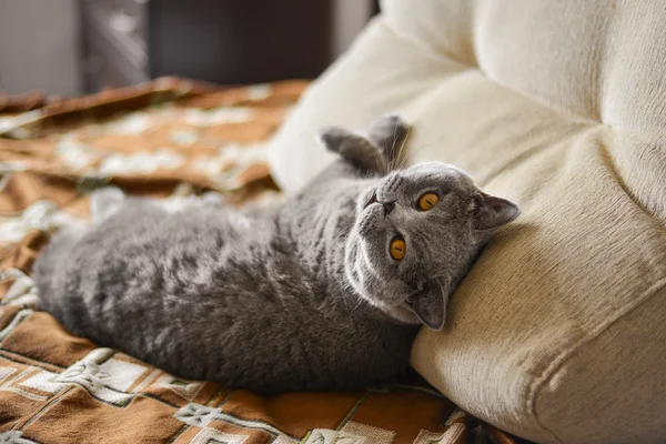 MOSCOW - OCTOBER 13: blue british shorthair cat circa October 13 2015 in Moscow, Russia. — Stock Photo, Image