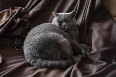 Moskova - 13 Ekim: mavi Britanya ile ilgili stenografi kedi bırakır üzerinde Ekim 13 2015 yaklaşık koyu kahverengi perdeler, Moskova, Rusya.