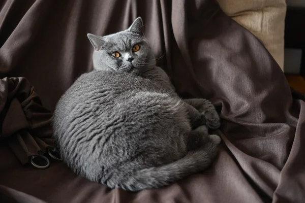 莫斯科-10 月 13 日: 蓝色英国短毛猫趴在深色的棕色窗帘大约在 2015 年 10 月 13 日在莫斯科举行. — 图库照片