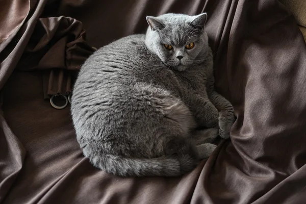MOSCOW - OCTOBER 13: blue british shorthair cat lays on the dark brown curtains circa October 13 2015 in Moscow, Russia. — Stock Photo, Image