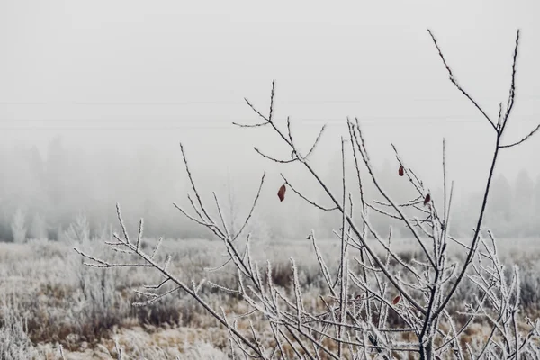 МОСКВА-РЕГИОН, РОССИЯ - 7 ноября: туманная погода утром в пригородах Московской области 7 ноября 2015 года . — стоковое фото