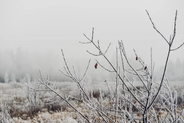 RÉGION DE MOSCOU, RUSSIE - 7 NOVEMBRE : temps brumeux le matin dans la banlieue de Moscou le 7 novembre 2015 . — Photo