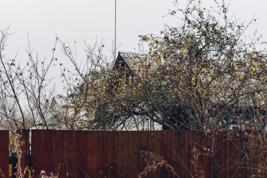 Moscow Region, Rusya Federasyonu - 7 Kasım: elma ağaçlarının ile lots-in elma 7th Kasım 2015 sabahı Moskova Bölgesi banliyölerinde çitin arkasında küçük evin yanında.