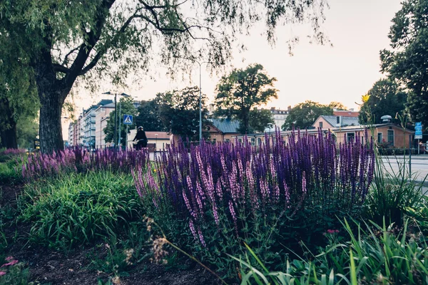 Stockholm, Sverige - Circa juli 2014: ljust Violetta växter längs trottoaren i Stockholm cirka juli 2014. — Stockfoto