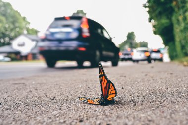 NEVADA, USA - CIRCA 2011: butterfly with big orange wings lies on the ground in Nevada, USA circa summer 2011.