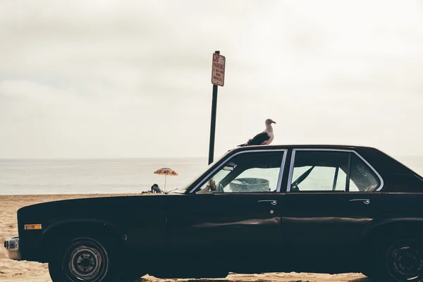 MALIBU, CA - CIRCA 2011: seagull sits on a car's roof on Malibu beach on a sunny day in California, USA in summer 2011. — 스톡 사진