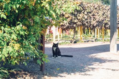 Napa Valley, Ca - 2011 yaklaşık: Napa Vadisi, Kuzey Kaliforniya, ABD Yaz 2011 yaklaşık bahçesinde kedi.