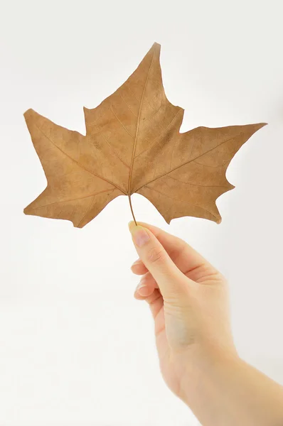 Holding a maple leaf — Stock Photo, Image