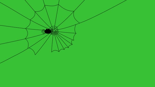 Onun örümcek ağı, yavaş yavaş dokuma örümcek — Stok video