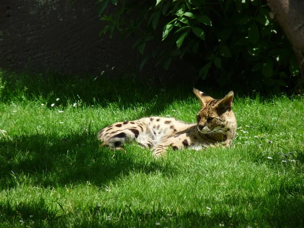 Serval Leptailurus Serval Acostado Descansando Sobre Hierba — Foto de Stock