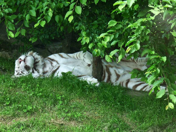 Een Witte Tijger Panthera Tigris Slapen Het Gras Schaduw Van — Stockfoto