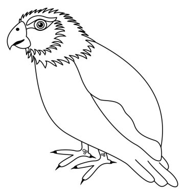 a parakeet for coloring