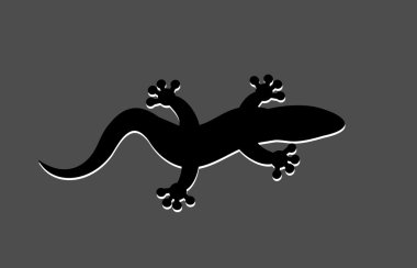 black lizard on a grey background