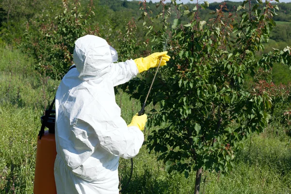 Bekämpningsmedel sprutning i trädgården — Stockfoto