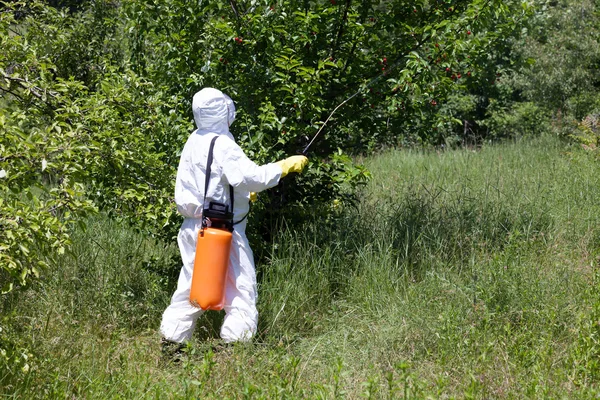 Pesticiden spuiten. Niet-biologische groenten. — Stockfoto