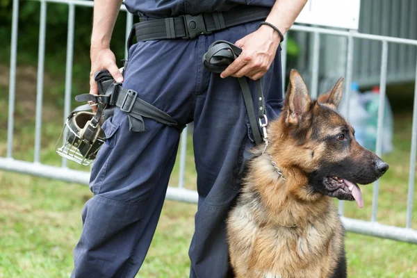 Cane poliziotto. Poliziotto con pastore tedesco in servizio . — Foto Stock