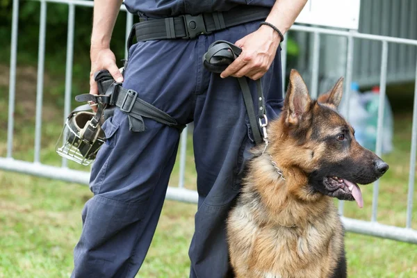 Politiehond. Politieagent met een Duitse herder op plicht. — Stockfoto