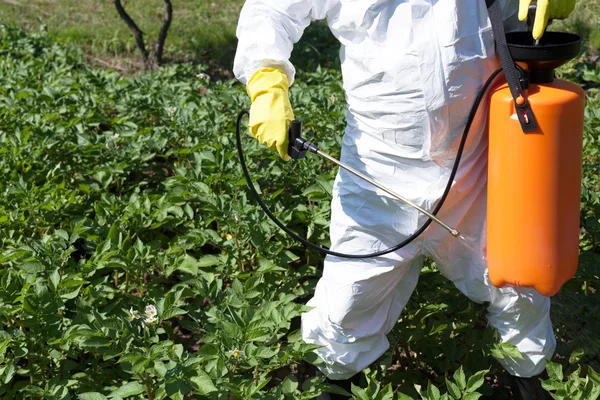 Mann sprüht giftige Pestizide oder Insektizide in Gemüsegarten — Stockfoto