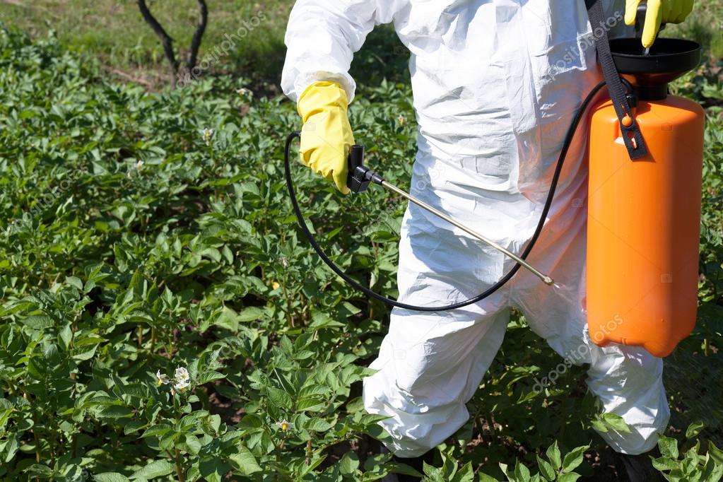 Man Spraying Toxic Pesticides Or Insecticides In Vegetable Garden