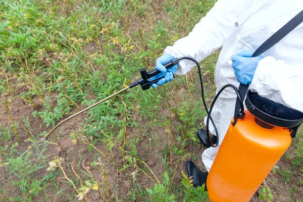 Wiet Doder Herbicide Glyfosaat Spuiten Niet Biologische Groenten Stockafbeelding