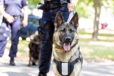 Alman çoban köpeği olan bir polis. Polis köpeği..
