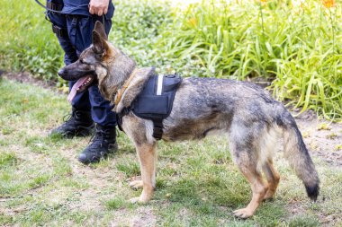 Alman çoban köpeği olan bir polis.