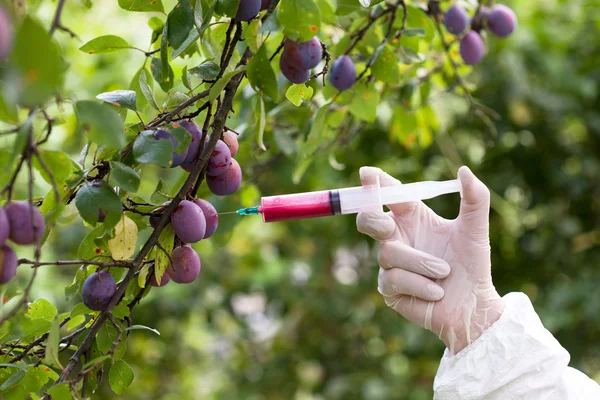 Gentechnisch verändertes Obst — Stockfoto