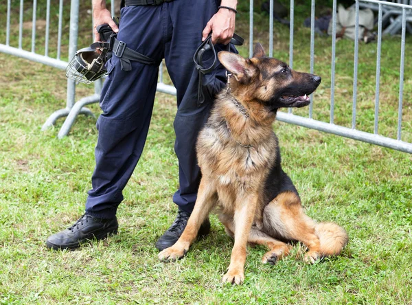 Politiehond — Stockfoto