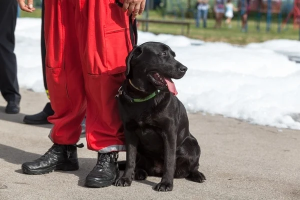 Cão de busca e salvamento. Labrador Retriever . — Fotografia de Stock