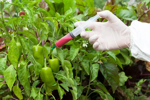 Produtos hortícolas geneticamente modificados — Fotografia de Stock