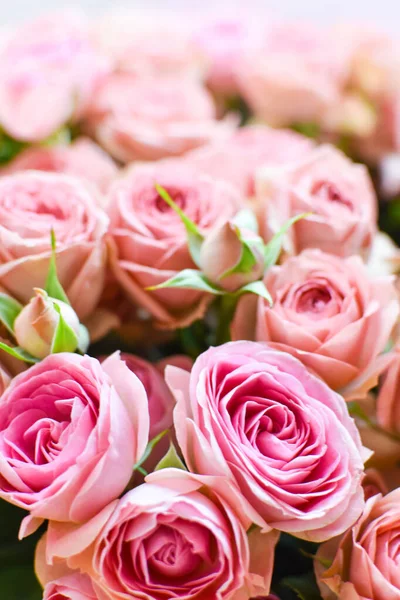 Rosa rosas frescas fondo, delicadas flores hermosas brotes — Foto de Stock