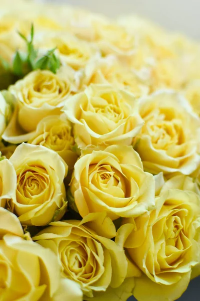 Fondo de rosas frescas amarillas, delicadas flores hermosas brotes — Foto de Stock