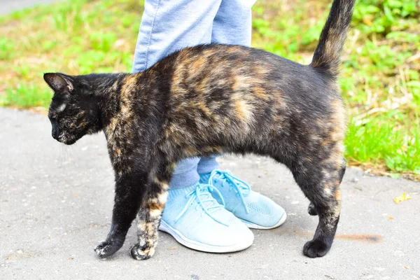 stray cat rubs against its legs, problem of hungry lonely animals.
