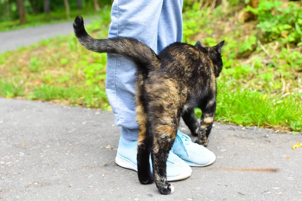 stray cat rubs against its legs, problem of hungry lonely animals.