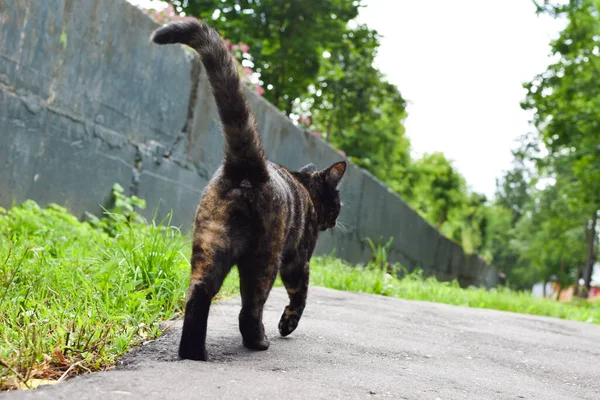 homeless black sick cat walks down the street in the park alone,