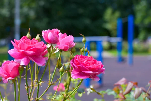 Rosas rociadas frescas rosadas crecen en el parque en verano, decoración floral del parque de la ciudad —  Fotos de Stock
