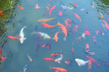 Göletteki kırmızı balık. Büyük balıklar gölde yüzer.