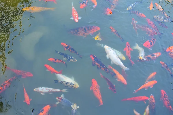 Peixe vermelho na lagoa. peixes grandes nadam no lago — Fotografia de Stock