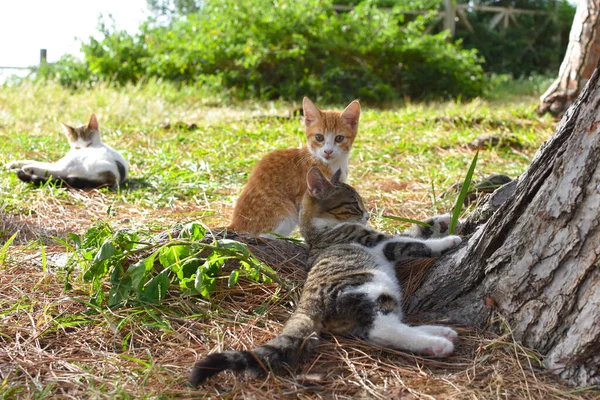Бездомные кошки летом на открытом воздухе. проблема голодающих животных. — стоковое фото