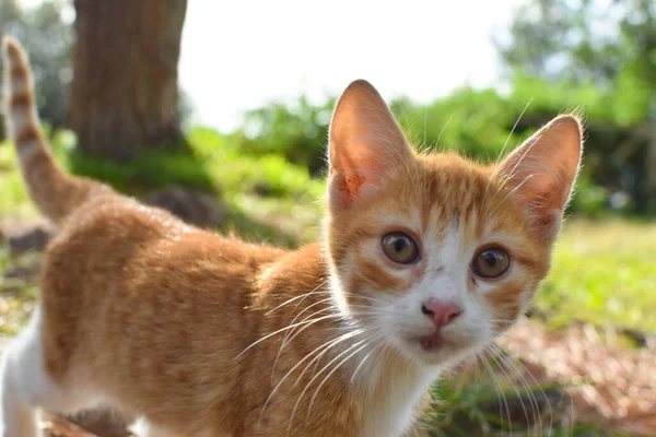 Gatos sin hogar al aire libre en verano. el problema de los animales hambrientos. —  Fotos de Stock