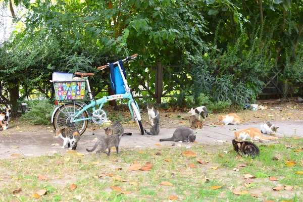 Бездомные кошки едят летом на открытом воздухе. проблема голодающих животных. — стоковое фото