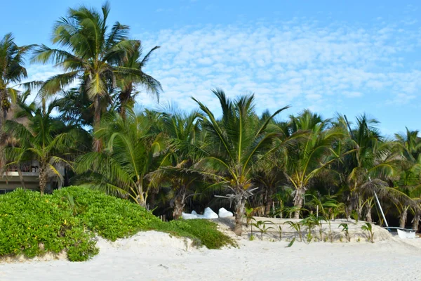 Mar tropical paisagem cênica. Destino de férias turísticas com palmeiras e mar. — Fotografia de Stock