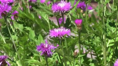 Güneşli bir gün, pembe çiçekler